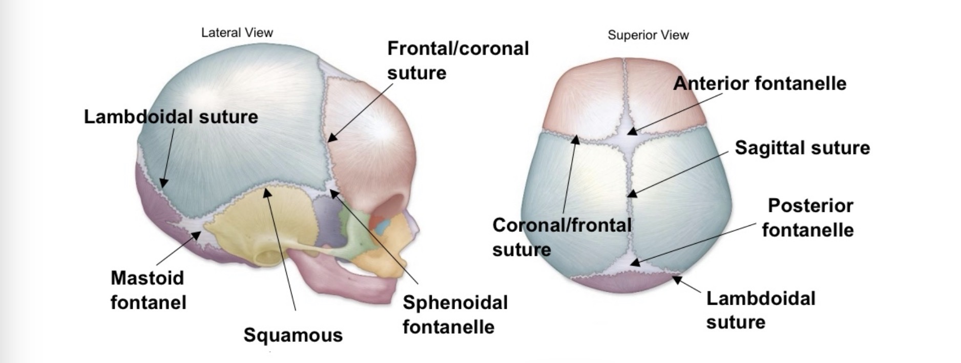 <p>name the joint and articulations</p>
