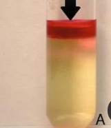 <p>Is this a positive or negative indole test?</p>