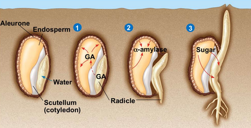 <ol><li><p>the seed absorbs water and swells</p></li><li><p>This stimulates the embryo to secretes gibberellins that diffuses into the aleurone layer where they trigger the digestion of proteins to amino acids.  </p></li><li><p>gibberellin is a transcription factor which stimulates the gene expression of amylase.</p></li><li><p>This then diffuses into the endosperm where it digests starch into glucose and maltose </p></li><li><p>the sugar is then absorbed by the embryo for respiration and as raw materials for bio synthesis of proteins carbs and lipids. </p></li></ol><p></p>