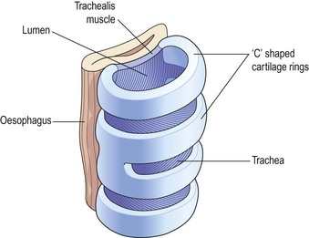 <p>The openings are posterior</p>