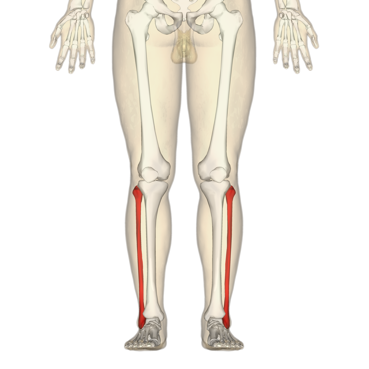 <p>What bone structure is this, how many do you have?</p>