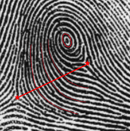 <p>Central Pocket loop Whorl - CW</p><ul><li><p>2 deltas &amp; at least one ridge making a complete circuit</p></li><li><p>An imaginary line drawn between the deltas <u>must NOT touch / cross</u> any of the recurving ridges within the patternS</p></li></ul><p></p>