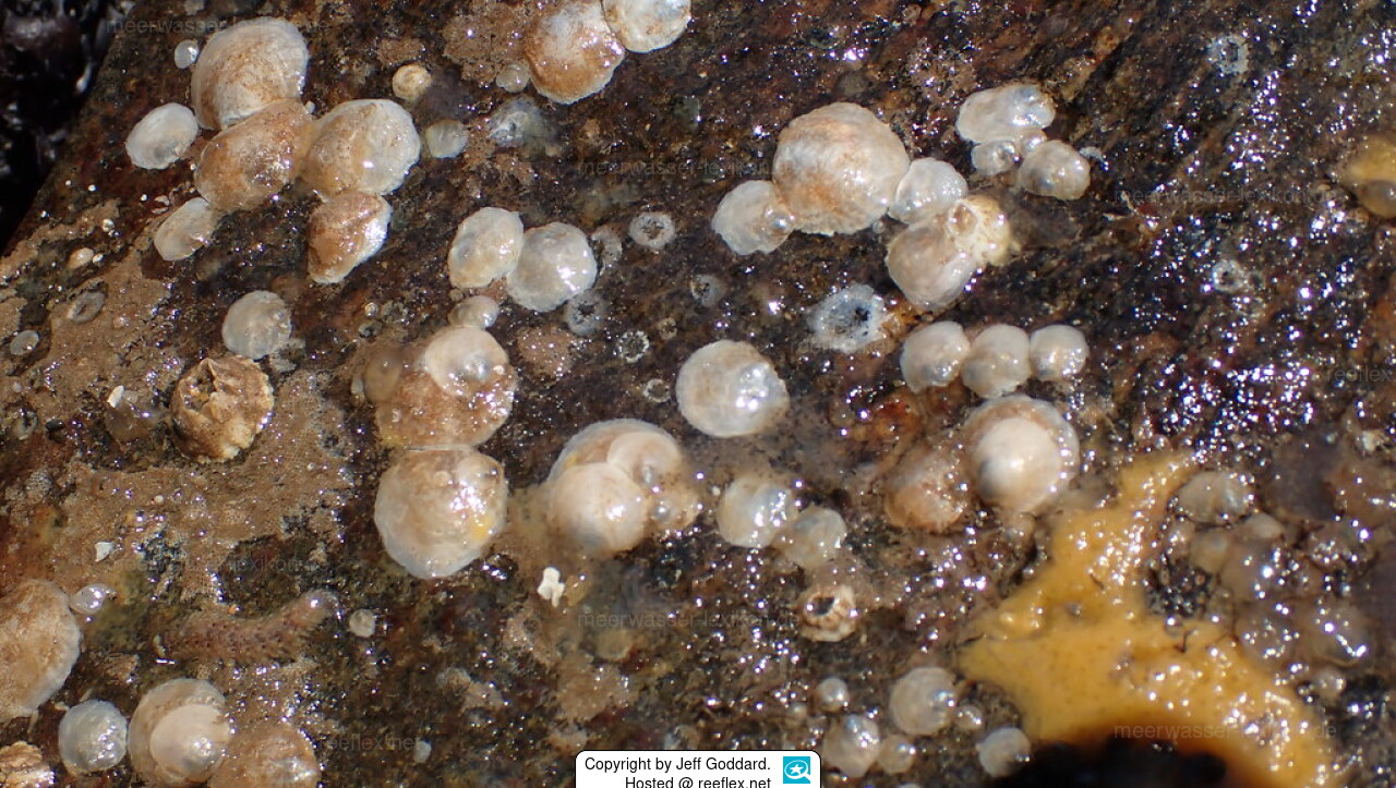 <p>Jingle Shell</p>