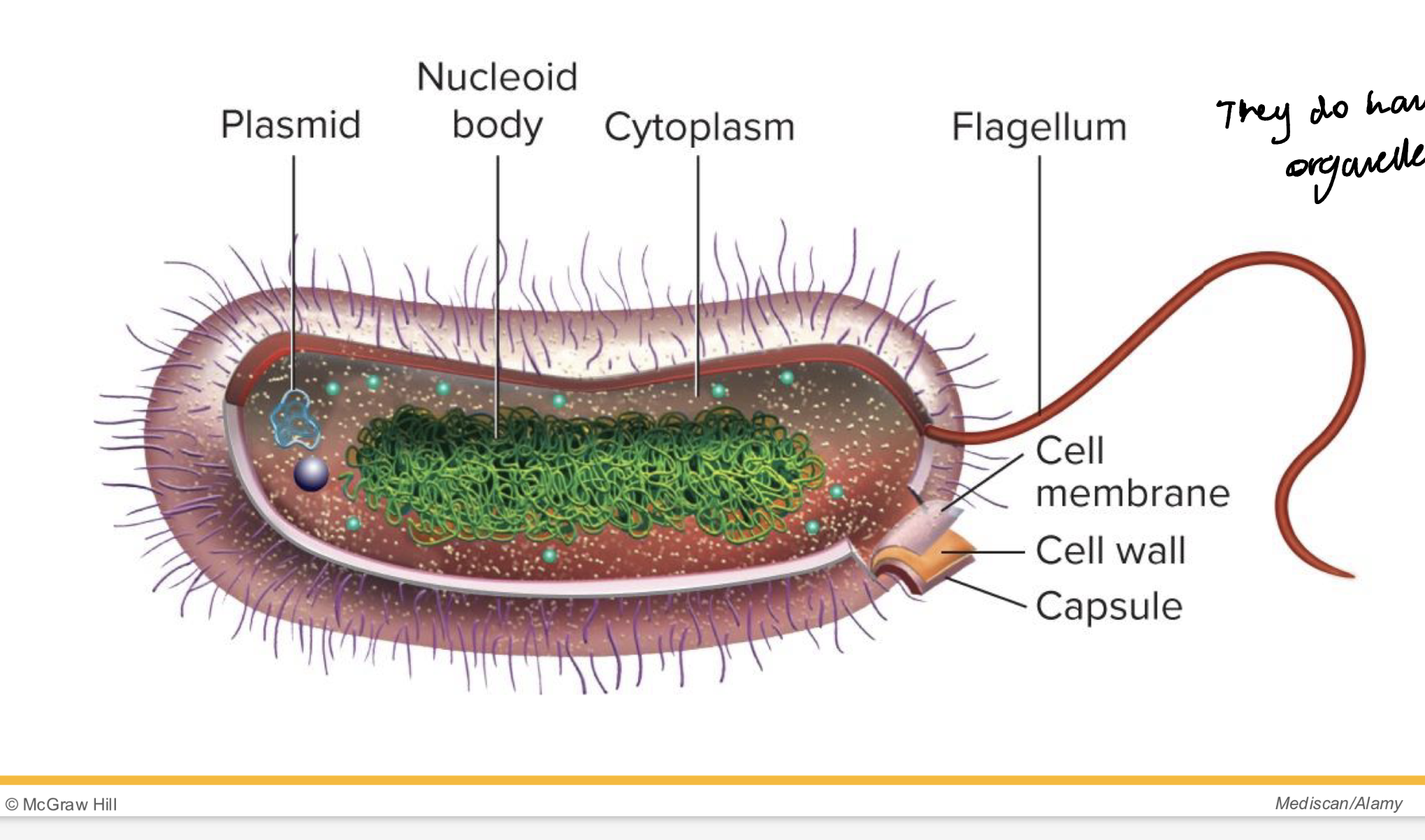 <ul><li><p>Lacks nucleus and membrane bound organelles </p></li><li><p>have a single chromosome folded into a nucleoid body </p></li><li><p>come in a variety of shapes and sizes</p></li><li><p>some bacteria have capsules (to hide what they look like)</p></li></ul><p></p>