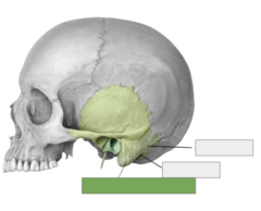 <p>Mastoid part: this is the</p>