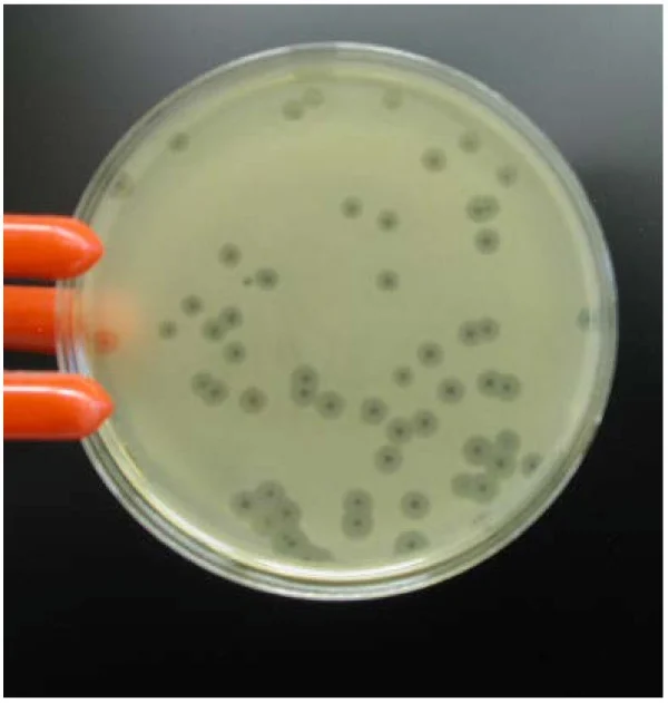 <p>When a bacteriophage lyses an area of bacteria on an agar plate, you see a visible clear patch in the agar’s bacterial _____ called a _______.</p>