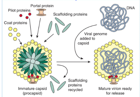 <p><span style="background-color: transparent;">Assembly of the phage P22 capsid and maturation by insertion of viral genomic DNA</span></p>