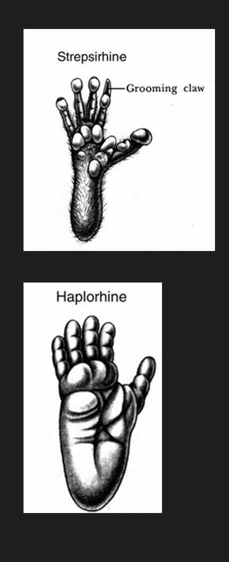 <ul><li><p>Strepsirhini (<u>Feuchtnasenaffen)</u>: Nasenepiegel feucht, guter Geruchssinn, Daumen kann nur in geringem Ausmaß den anderen Fingern gegenübergestellt werden, Putzkralle an der zweiten Zehe</p><ul><li><p>Lemuriformes (<u>Lemurartige</u>): 5 Familien auf Madagaskar</p></li><li><p>Lorisiformes (<u>Loriartige</u>): 2 Familien aus Afrika und Asien</p></li></ul></li><li><p>Haplorhini (<u>Trockennasenaffen</u>): gegenübergestellter Daumen, trockene Nase, Knochenwand zwischen Orbita und Schläfenfenster</p><ul><li><p><span style="color: rgb(249, 11, 11);"><u>Koboldmakis</u>: Südostasien</span></p></li><li><p><u>Neuweltaffen</u>: Amerika</p></li><li><p><u>Altweltaffen: </u>Afrika und Asien -> Geschwänzte (Meerkatzenverwandte) und Ungeschwänzte (Hominoidea -> Gibbons, Menschenaffen)</p></li></ul></li></ul><p></p>
