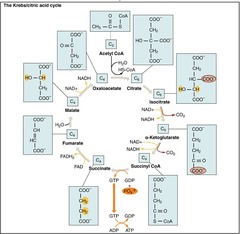 <p>It oxidizes nutrients to produce energy and regenerate oxaloacetic acid.</p>
