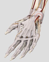 <p>What passes through the Guyon</p>