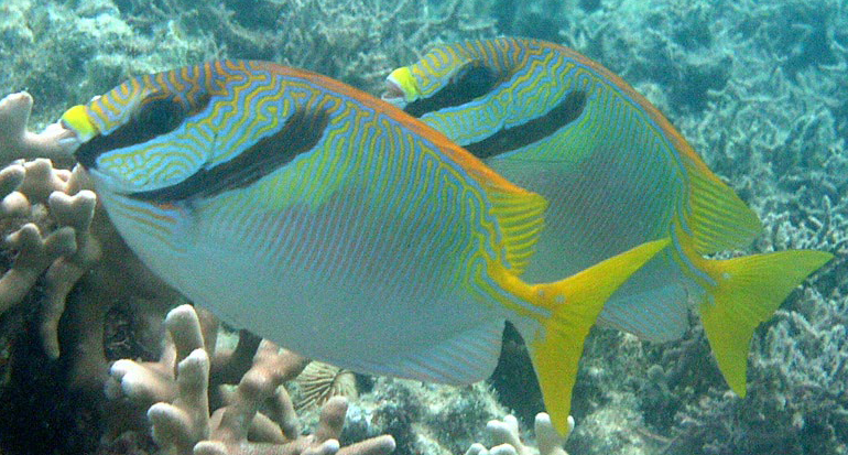 <p>Siganus doliatus </p>