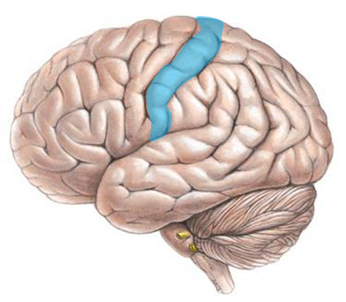 <p>posterior to the central sulcus</p>