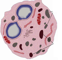 <ul><li><p>Many lysosomes to ingest invading microbes</p></li><li><p>Well developed cytoskeleton to move lysosomes to vesicles</p></li><li><p>Many mitochondria provide energy for phagocytosis</p></li><li><p>Well developed Golgi</p></li><li><p>Lots of receptors on cell membrane to recognise foreign cells</p></li><li><p>Flexible shape to help engulf pathogens</p></li></ul><p></p>