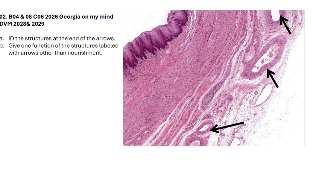 <p>a. ID the structures at the end of the arrows.</p><p>b. Give one function of the structures labeled </p><p>with arrows other than nourishment</p>