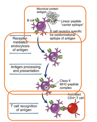 <ul><li><p><span style="background-color: transparent;">Antigen recognition is necessary but NOT always sufficient to stimulate significant B cell proliferation and differentiation</span></p></li></ul><p><span style="background-color: transparent;">=> full response to protein antigen also requires Th cells</span></p><p><br></p><p><span style="background-color: transparent;">B cells present peptide antigens to Th cells via class II MHC</span></p><p><span style="background-color: transparent;">=> B cells are type of APC!</span></p><p><br></p><p><span style="background-color: transparent;">Peptide presented to Th cell is the “same” peptide that activated the naïve CD4+ T cell</span></p><p><span style="background-color: transparent;"><strong>Activated Th cells in turn promote B cell response via CD40L and cytokines</strong></span></p><p><br></p>