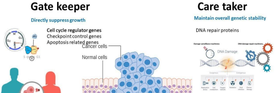 <p>Tumour suppressor genes normally inhibit cell division or promote repair/apoptosis, functioning as "brakes" on growth. </p><p>Loss-of-function mutations (often both alleles via the two-hit hypothesis) inactivate them, enabling hallmarks like growth suppressor evasion.</p><p>TP53 (guardian of the genome, triggers cell death) </p><p>RB1 (cell cycle control) </p><p>BRCA1 and BRCA2 (mutations increases risk of breast &amp; ovarian cancer)</p>