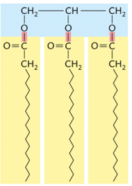 <p>Name the Lipid molecule:</p>