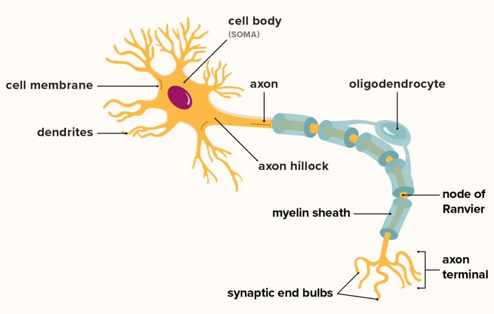 Dendrites, cell body, axon, myelin sheath, nodes of Ranvier, and axon terminals.