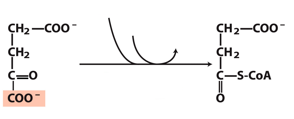<p>What enzyme catalyzes this reaction? What are the intermediates, if any?</p>