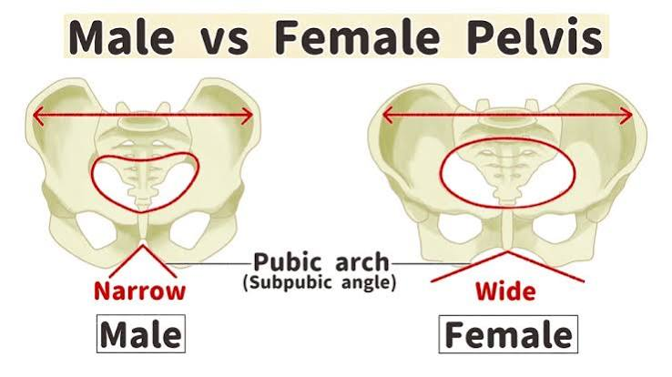 <p>Females pubic arch in the front will be greater than 90 degrees, wider pelvic opening </p><p>Males pubic arch will be less than 90 degrees narrow pelvic opening </p>