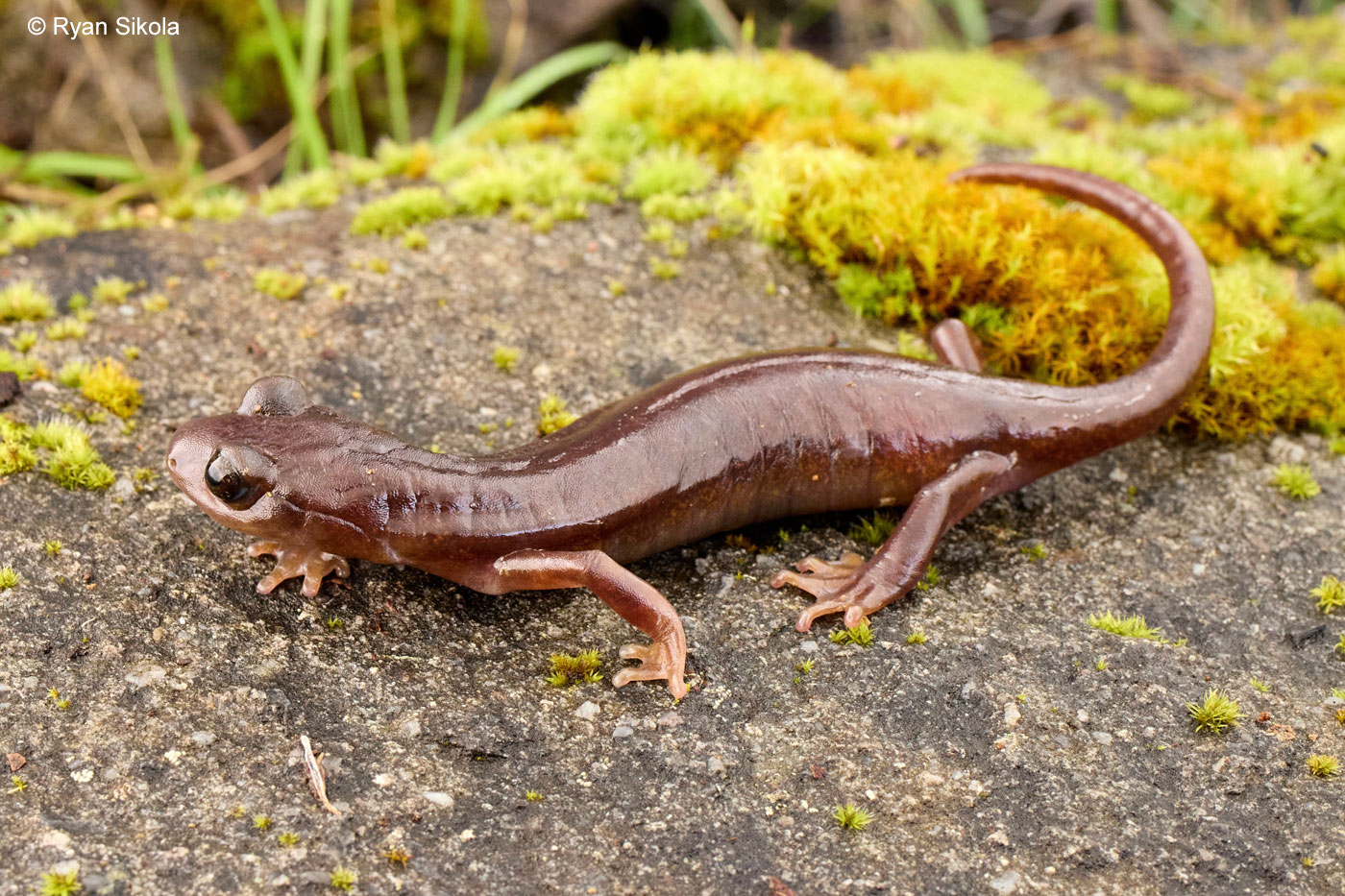<p>Plethodontidae<br>Hydromantes brunus<br>Limestone Salamander</p>