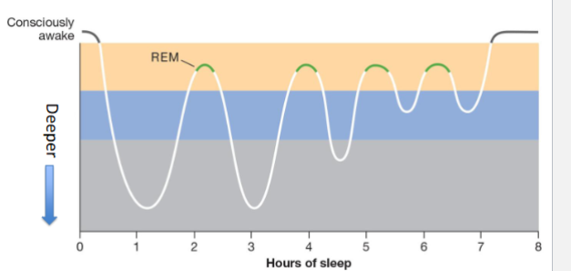 <ul><li><p>REM; reached after two hrs, brain is really aware</p></li><li><p>non-REM</p></li></ul><p>*kinda like you have to earn your way into it, the longer you sleep it’s easier to go into REM sleep</p><p></p>