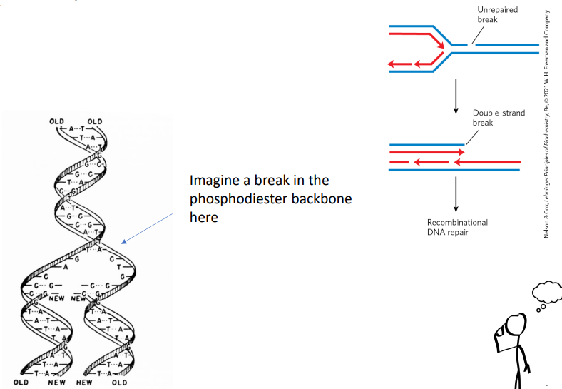 <p>if there was a break in the phosphodiester backbone, polymerase will go along the strand and add nucleotides until it reaches the nick and ends there bc it doesn’t realize that there’s more after the nick. </p>