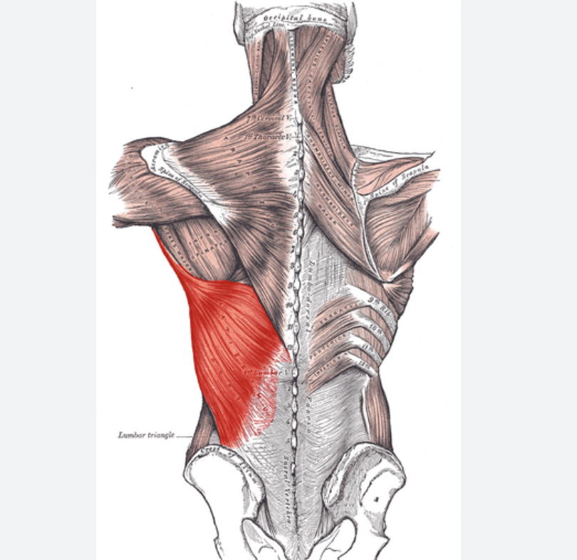 <p>Identify the highlighted muscle </p>