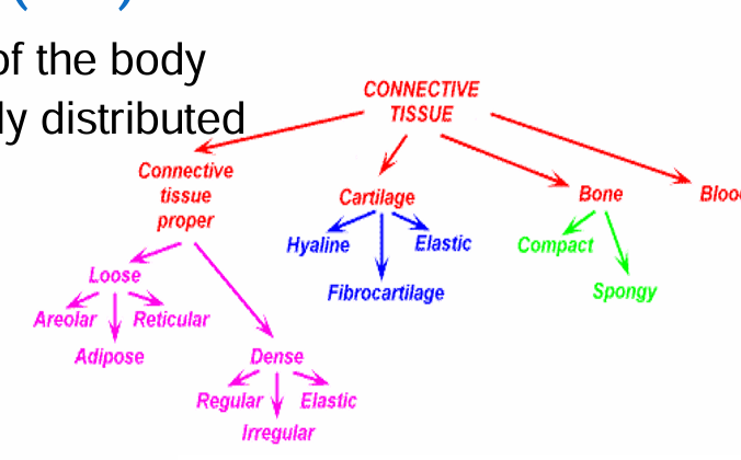<ul><li><p>Connective tissue proper → loose/dense</p></li><li><p>Cartilage</p></li><li><p>Blood</p></li><li><p>Bone</p></li></ul><p></p>