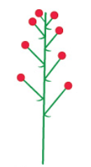 <p>flowers are attached to the rachis by pedicles</p>