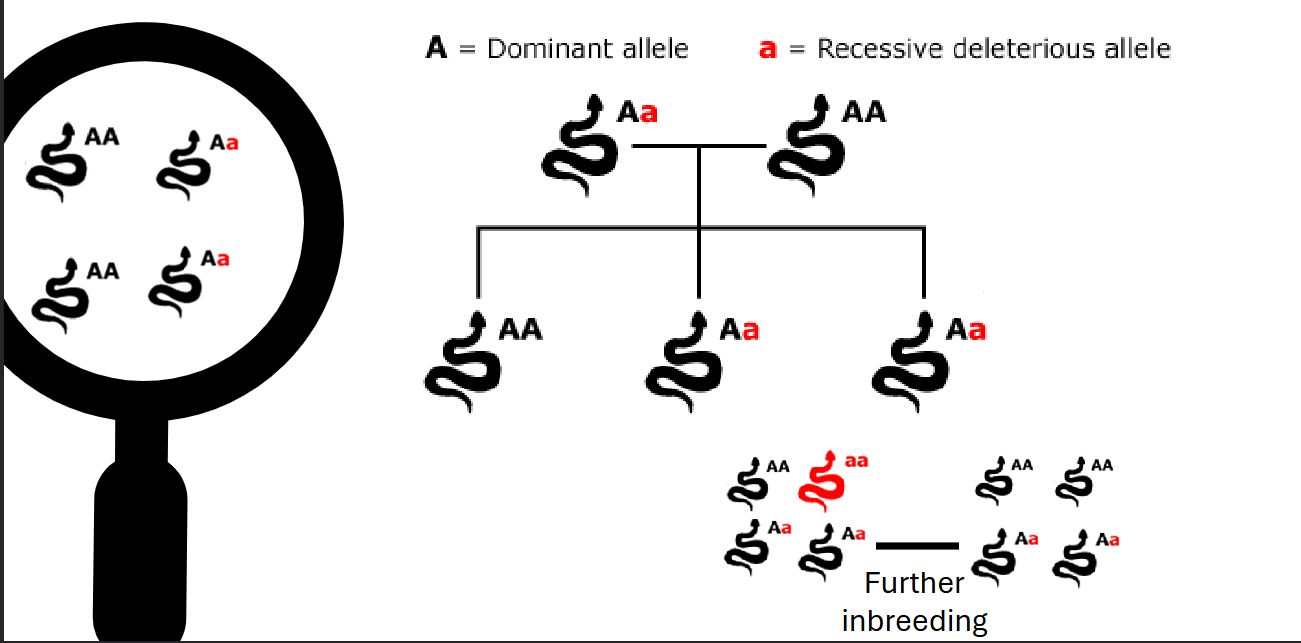 <ul><li><p><span>Inbreeding is defined as mating between relatives, and that it is considered a form of non-random mating</span></p></li><li><p><span>Increases <strong>genetic homozygosity!</strong></span></p></li><li><p><span>Can increase frequency of homozygous recessive genotypes with deleterious effects</span></p></li></ul><p></p>