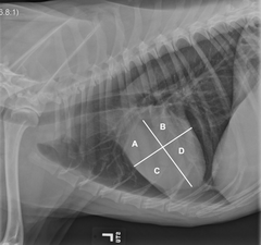<p>Identify the labeled structures</p>