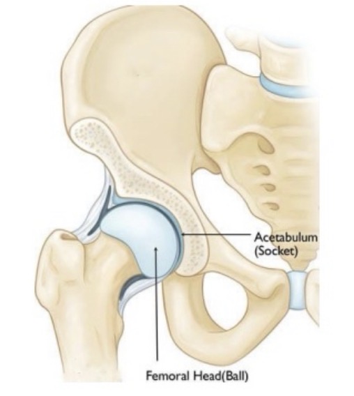 <p>name the joint and articulations</p>