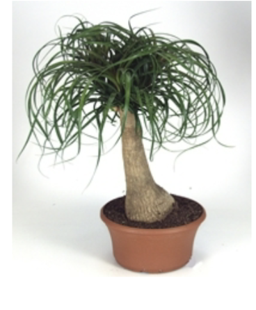 <p>What is the common name of this plant? </p>