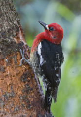 <p>What is the order, family, and species?</p>