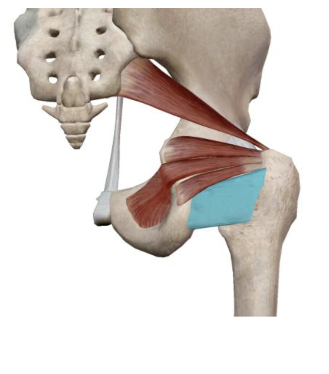 <p>What is the muscle name, its origin, its insertion, its action, and its innervation?</p>