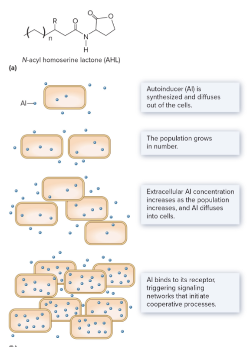 <p><span style="color: yellow;"><strong>N-acylhomoserine lactone (AHL)</strong></span></p><ul><li><p>Autoinducer</p></li></ul><ul><li><p>Normally, moves across the plasma membrane from the cytoplasm to the outside of the cell.</p></li><li><p>When cell population is high, AHL diffuses in the cell which induces specific gene expression.</p><ul><li><p>Pseudomonas aeruginosa uses this to express virulence factors.</p></li><li><p>Bioluminescent bacteria use this to light.</p></li></ul></li></ul><p>Autoinducing peptides (AIPs)</p><ul><li><p>Gram positive bacteria</p></li><li><p>Autoinducing short peptides</p></li></ul><p></p>