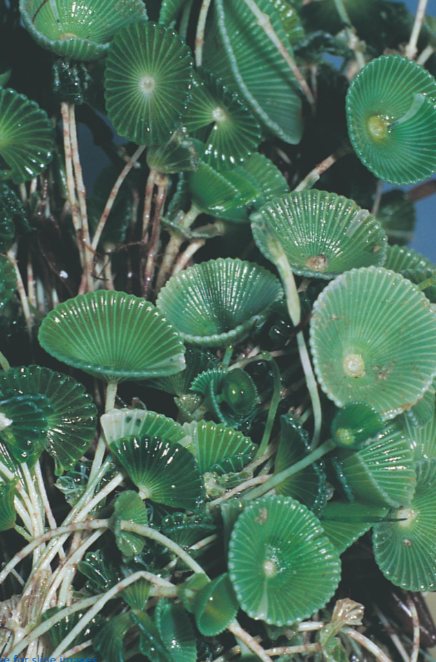 <p>What type of cells does Acetabularia (Mermaid’s Wineglass) consist of? </p>