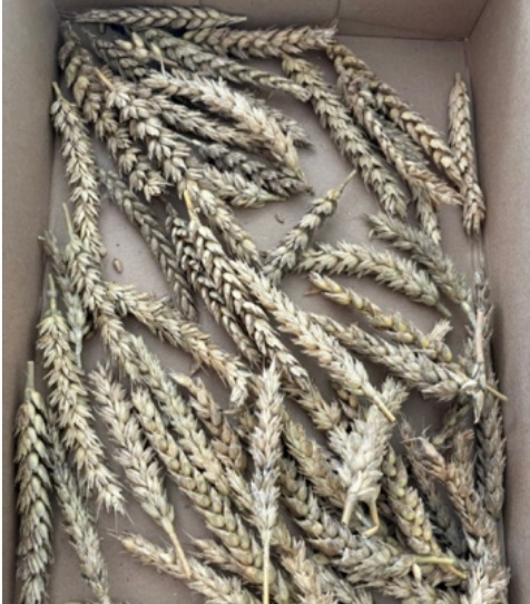 <p>Fusarium culmorum - fuzarioza korenin, stebla in klasa pšenice (rod Fusarium) </p>