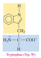 <p>nonpolar amino acid with aromatic as R group</p>