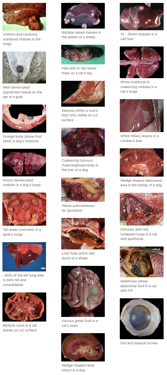 <ol><li><p><strong>Location</strong> = Tissue/organ, side of animal and which part of the organ</p></li><li><p><strong>Arrangement</strong> = Grouping/distribution of lesion, scattered randomly? Symmetrical?</p><ul><li><p>Multifocal vs. diffuse vs. coalesce</p></li></ul></li><li><p><strong>Number</strong> = Single vs. multiple</p><ul><li><p>Miliary = Too many to count</p></li></ul></li><li><p><strong>Size</strong></p><ul><li><p>3D estimate in mm</p></li><li><p>Compare with common reference item</p></li><li><p>% of tissue involved in lesion</p></li></ul></li><li><p><strong>Shape</strong></p><ul><li><p>Raised/bulging/nodular vs. depressed/flat</p></li><li><p>Well- vs. poorly-demarcated</p></li></ul></li><li><p><strong>Colour</strong></p></li><li><p><strong>Consistency</strong> = Compare to normal</p><ul><li><p>Lesion = Rubbery, firm, spongy, semi-solid, pasty, fluid-like, watery etc.</p></li><li><p>Pus = Gritty, dry, cheesy</p></li><li><p>Fluid = Smooth, greasy</p></li><li><p>Organ surface = Wrinkled, smooth, moist and glistening, dry and leathery, pitted, dull, opaque</p></li></ul></li><li><p><strong>Cut surface</strong></p></li><li><p><strong>Content</strong> = Describe normal for pregnant female, GIT and urinary bladder</p><ul><li><p>Amount, nature, appearance, parasites, foreign bodies</p></li></ul></li><li><p><strong>Odour</strong></p><ul><li><p>Black leg = Rancid butter smell</p></li><li><p>Ketosis = Acetone breath</p></li></ul></li></ol><p></p><p>Not ALL may be applicable</p><p></p>