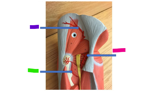 <p>What is the pink arrow?</p>