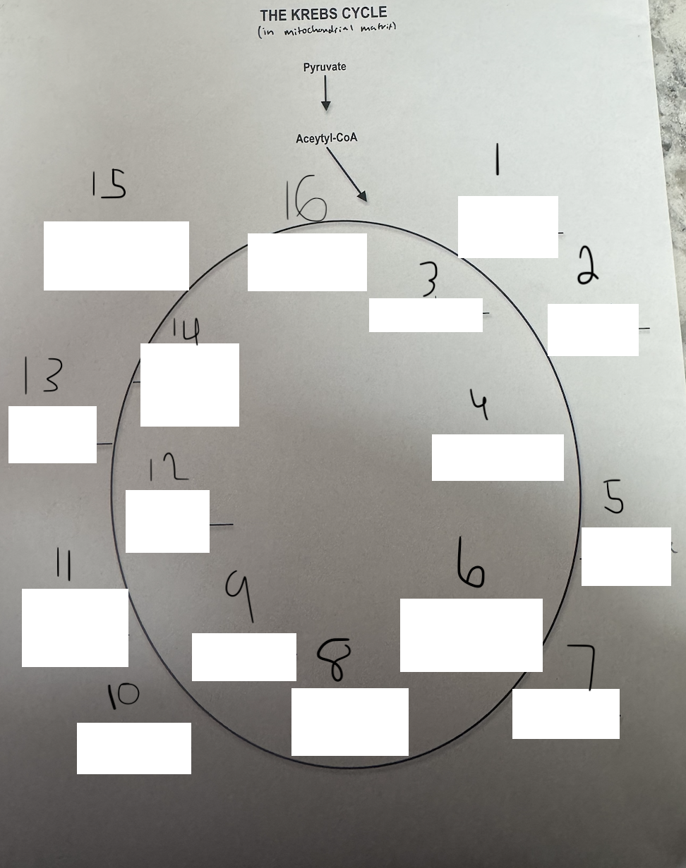 <p>15</p>