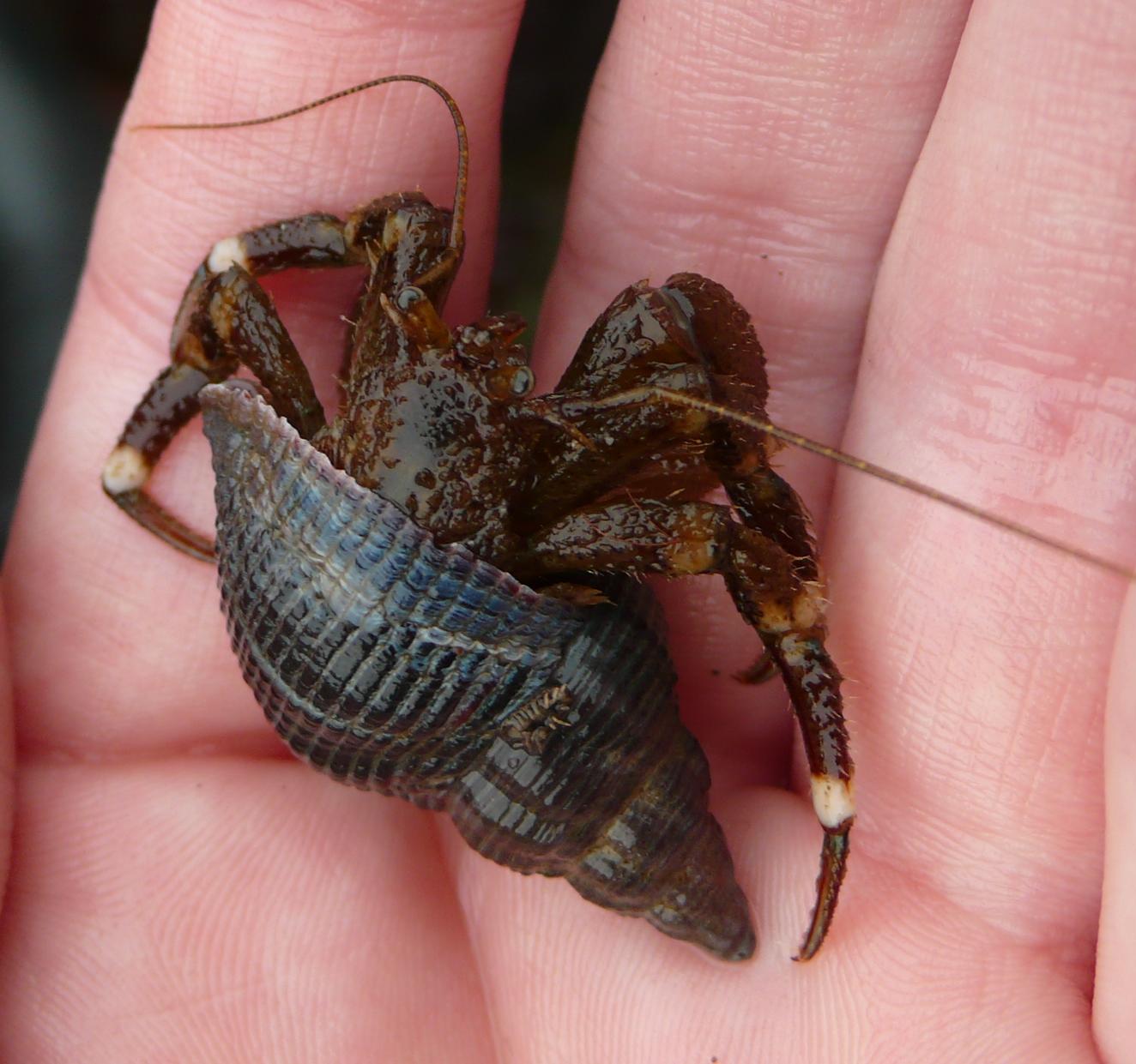 <p>Hairy hermit crab</p>
