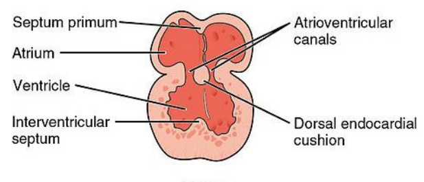 <p>The <span style="color: purple;">expanded</span> part of the <span style="color: purple;">bulbus cordis (right ventricle</span>) and the ventricle form a common chamber</p><p></p><p><span style="color: purple;">Externally</span>, they are marked by a <span style="color: purple;">groove (the interventricular sulcus</span>)</p><p></p><p><span style="color: purple;">Internally</span>, they are marked by a <span style="color: purple;">fold (primordial interventricular septum</span>)</p>
