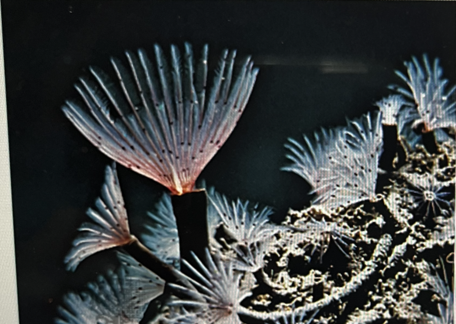 <p>The animals shown in this picture is a feather duster worm. What type of feeding strategy does it employ?</p>