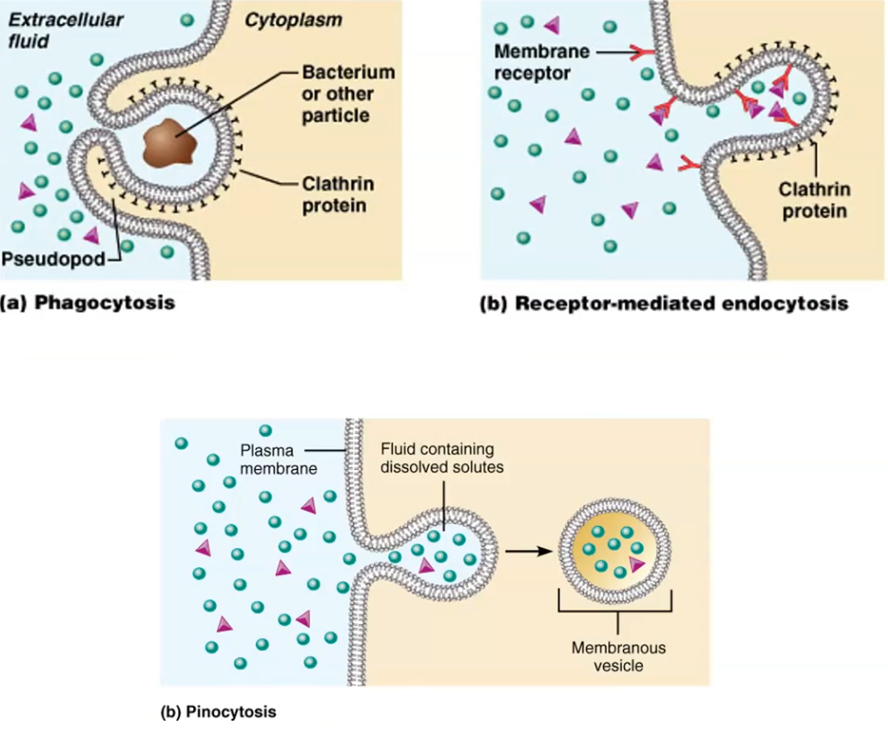 <p>Phagocytosis — membrane extends outward via pseudopods to surround large particles. Pinocytosis — membrane folds inward to pocket extracellular fluid and dissolved solutes. Receptor-mediated endocytosis — same as pinocytosis but a receptor must first be triggered.</p>
