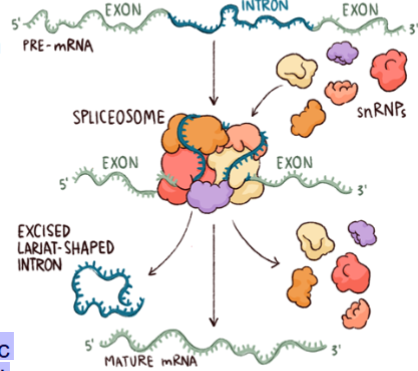 <p>catalytic RNA molecules (small nuclear RNAs, snRNAs) with help from a few proteins (snRNPs). Spliceosome</p><ul><li><p>The splicing RNA molecules recognize intron- exon boundaries or junctions (sequence-specific recognition – only a small amount of bases) and cut out introns as a lariat structure </p></li></ul><p></p>