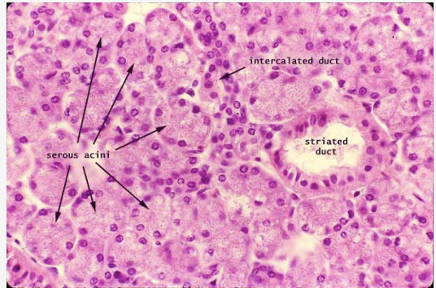 <p>Identify the organ</p>