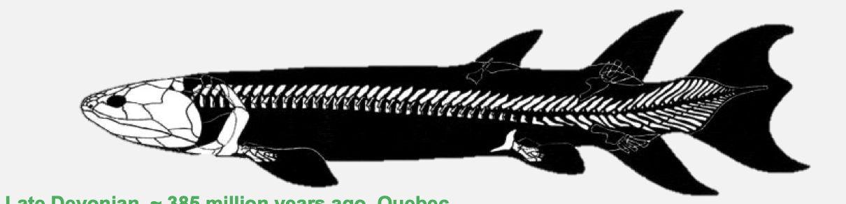 <ul><li><p class="Paragraph SCXO61805830 BCX4" style="text-align: left;"><span style="background-color: inherit; line-height: 19.55px; color: windowtext;">Late devonian</span><span style="line-height: 19.55px; color: windowtext;">&nbsp;</span></p></li><li><p class="Paragraph SCXO61805830 BCX4" style="text-align: left;"><span style="background-color: inherit; line-height: 19.55px; color: windowtext;">Large, predatory fish</span><span style="line-height: 19.55px; color: windowtext;">&nbsp;</span></p></li><li><p class="Paragraph SCXO61805830 BCX4" style="text-align: left;"><span style="background-color: inherit; line-height: 19.55px; color: windowtext;">Recognised as a tetrapod releative, based on a well-developed fin skeleton</span><span style="line-height: 19.55px; color: windowtext;">&nbsp;</span></p></li><li><p class="Paragraph SCXO61805830 BCX4" style="text-align: left;"><span style="background-color: inherit; line-height: 19.55px; color: windowtext;">Evolves too late to be directly ancestral to tetrapods</span><span style="line-height: 19.55px; color: windowtext;">&nbsp;</span></p></li></ul><p></p>